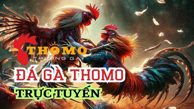 Đá Gà Khmer Trực Tiếp C3: Trải Nghiệm Thú Vị Với Chất Lượng Cao